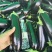 布莱迪绿把长茄