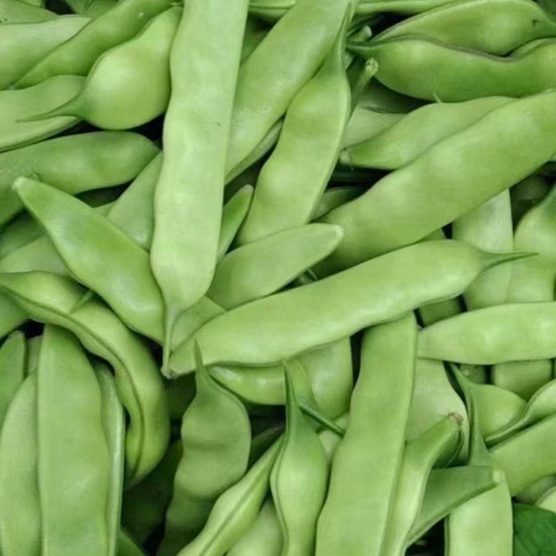吉林油豆角，大量上市，欢迎全国客商前来咨询考察，