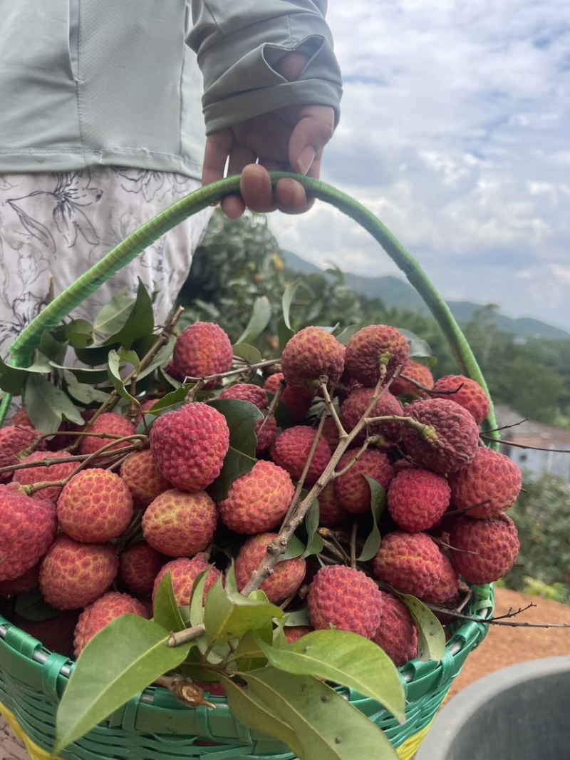 仙进奉荔枝，高端荔枝。