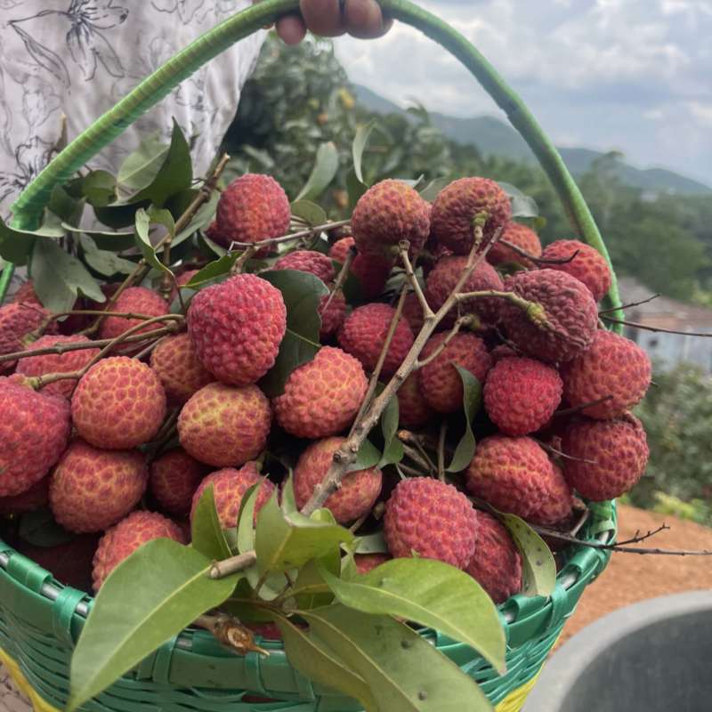 仙进奉荔枝，高端荔枝。