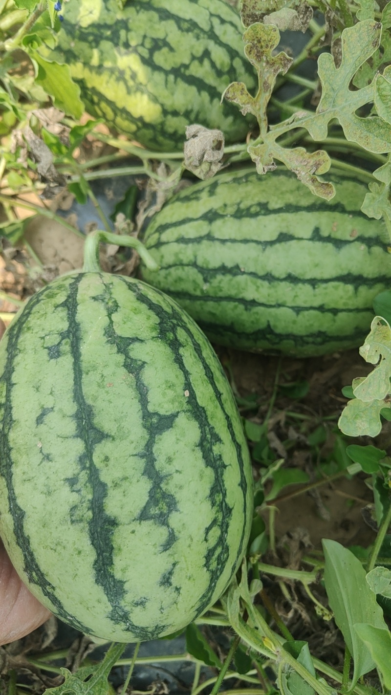 地爬红玉有大棚货陆地货3到5斤特甜并有二茬