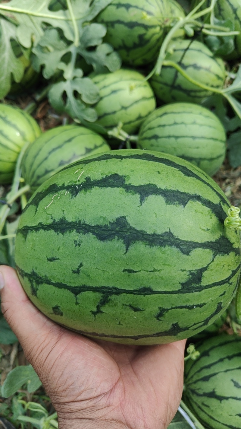 地爬红玉有大棚货陆地货3到5斤特甜并有二茬