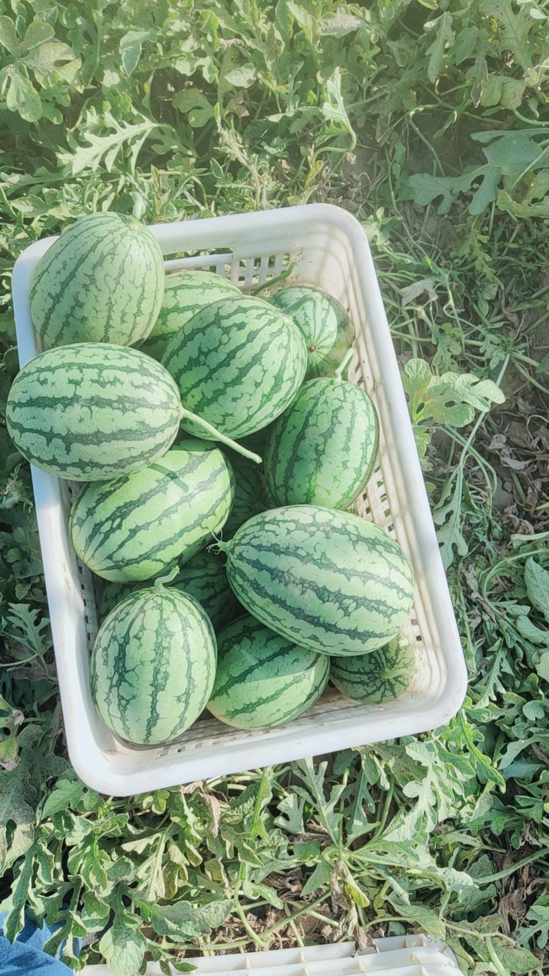 地爬红玉有大棚货陆地货3到5斤特甜并有二茬