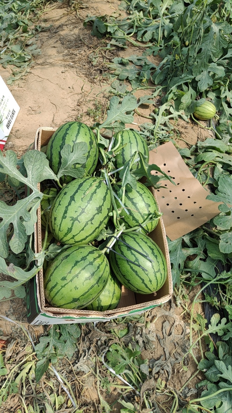 地爬红玉有大棚货陆地货3到5斤特甜并有二茬