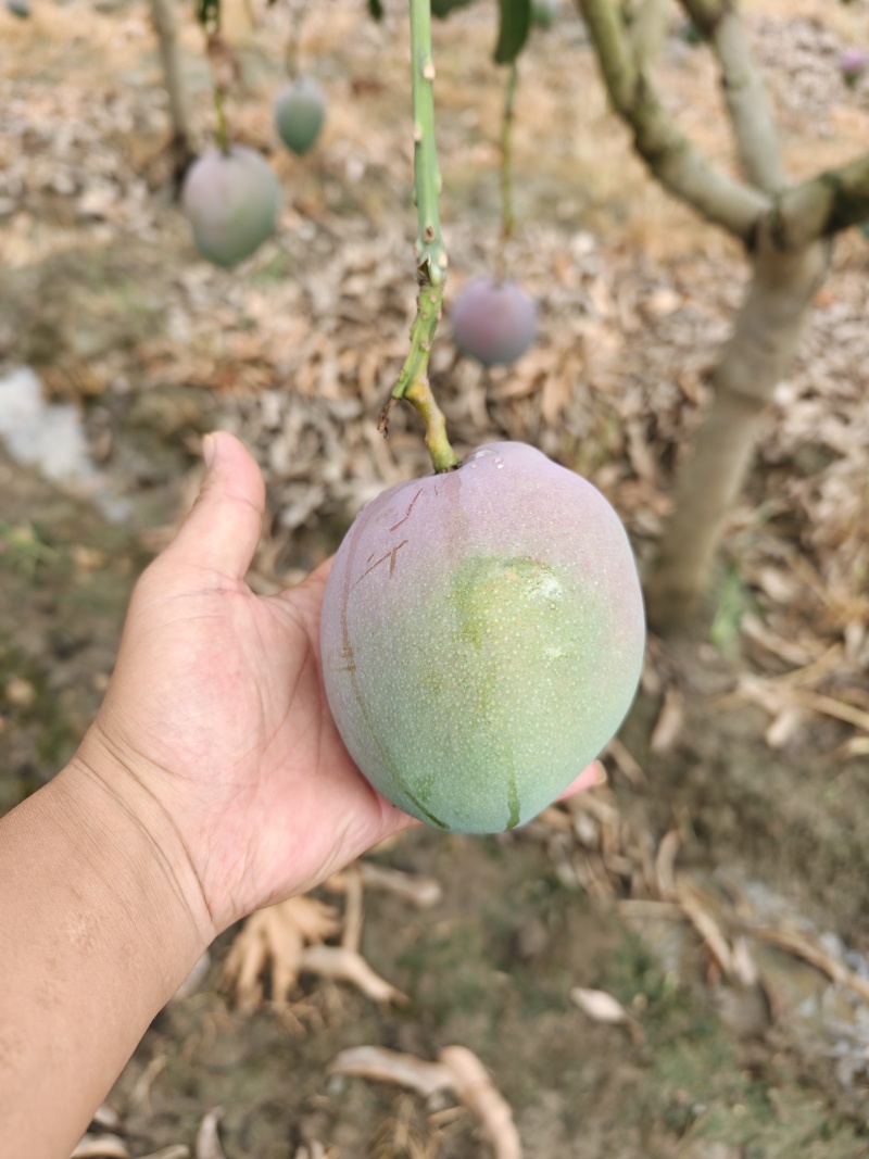 云南热带苹果芒！相当甜，囗感非常好！需要的可以行动