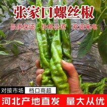 螺丝椒大量供应中对接市场档口商超一条龙服务欢迎老板来电！