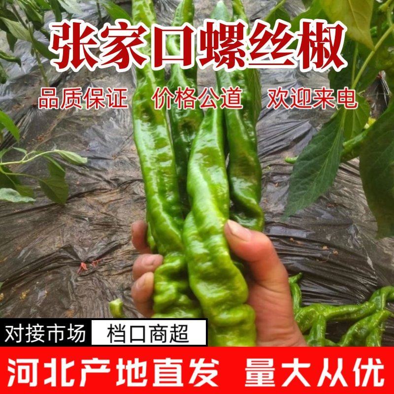 螺丝椒大量供应中对接市场档口商超一条龙服务欢迎老板来电！