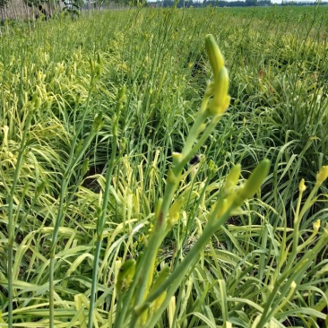 【清水黄花菜】黄花菜批发山东聊城斗虎屯翟庄