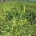 【清水黄花菜】黄花菜批发山东聊城斗虎屯翟庄
