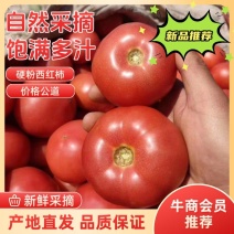 硬粉西红柿大量供应中对接市场档口量大从优欢迎老板来电咨询