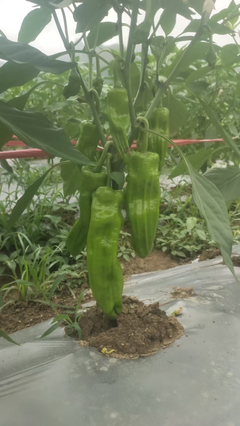 贵州辣椒