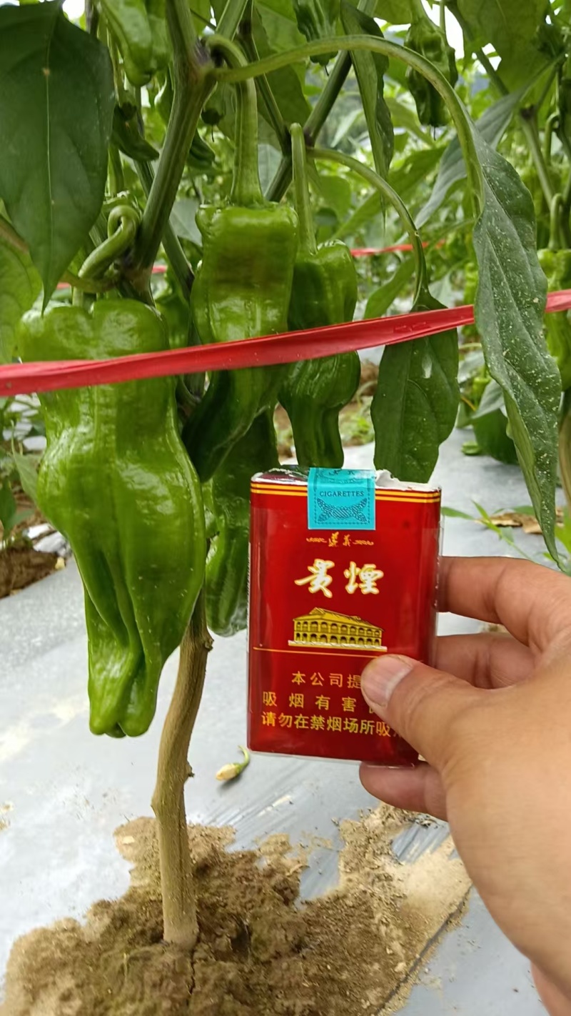贵州辣椒