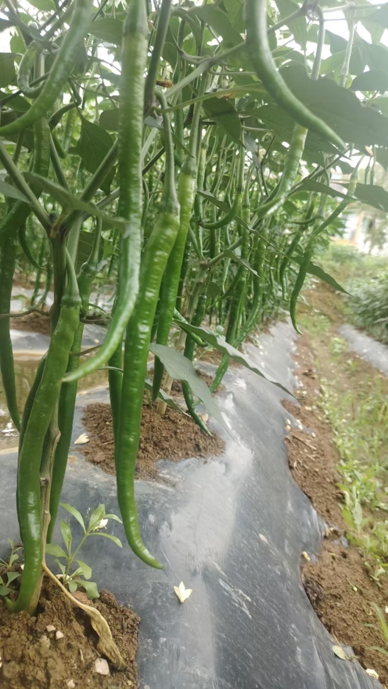 贵州辣椒
