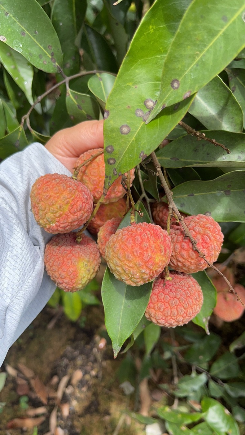 灵山糯米糍，大量上市，烤干果