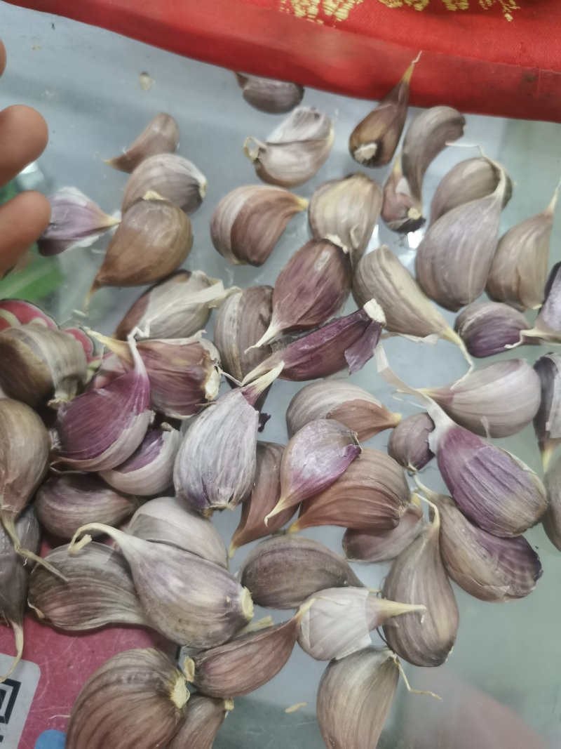 山东红根蒜苗种子芽率高抗病，免费技术指导