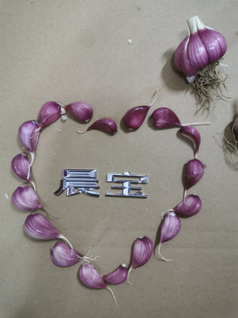 山东红根蒜苗种子芽率高抗病，免费技术指导