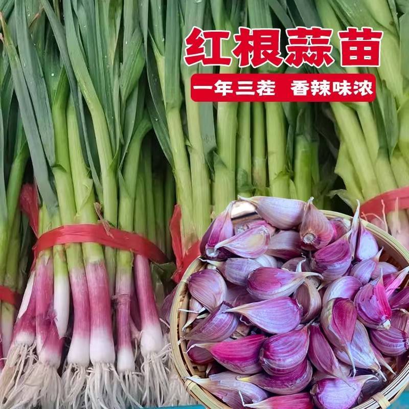 山东红根蒜苗种子芽率高抗病，免费技术指导
