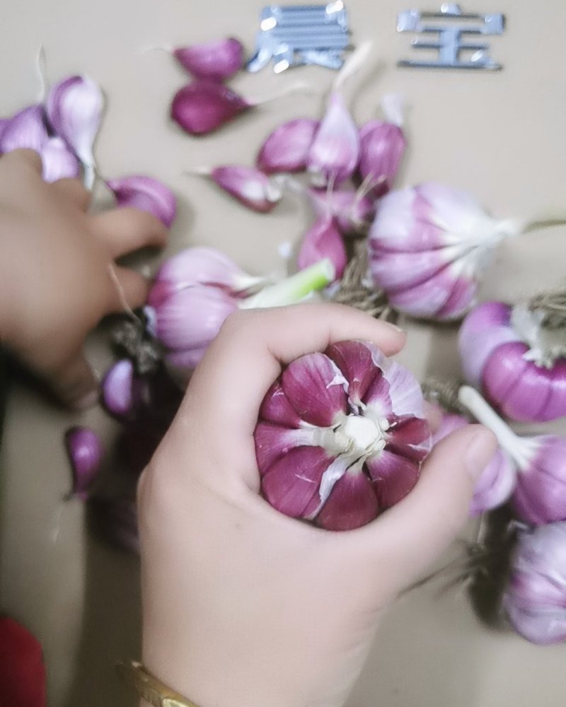 山东红根蒜苗种子芽率高抗病，免费技术指导