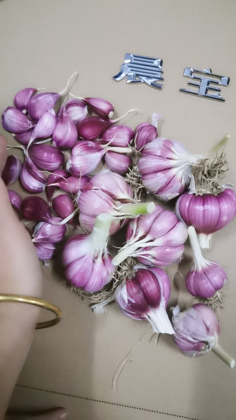 山东红根蒜苗种子芽率高抗病，免费技术指导