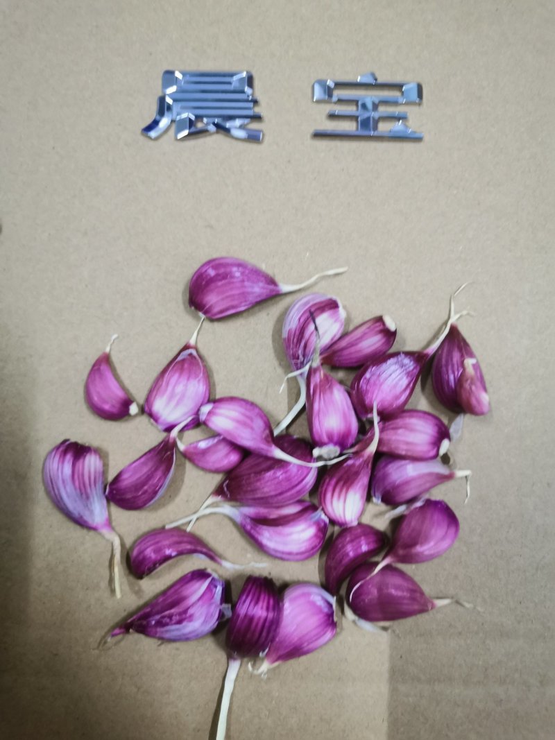 山东红根蒜苗种子芽率高抗病，免费技术指导