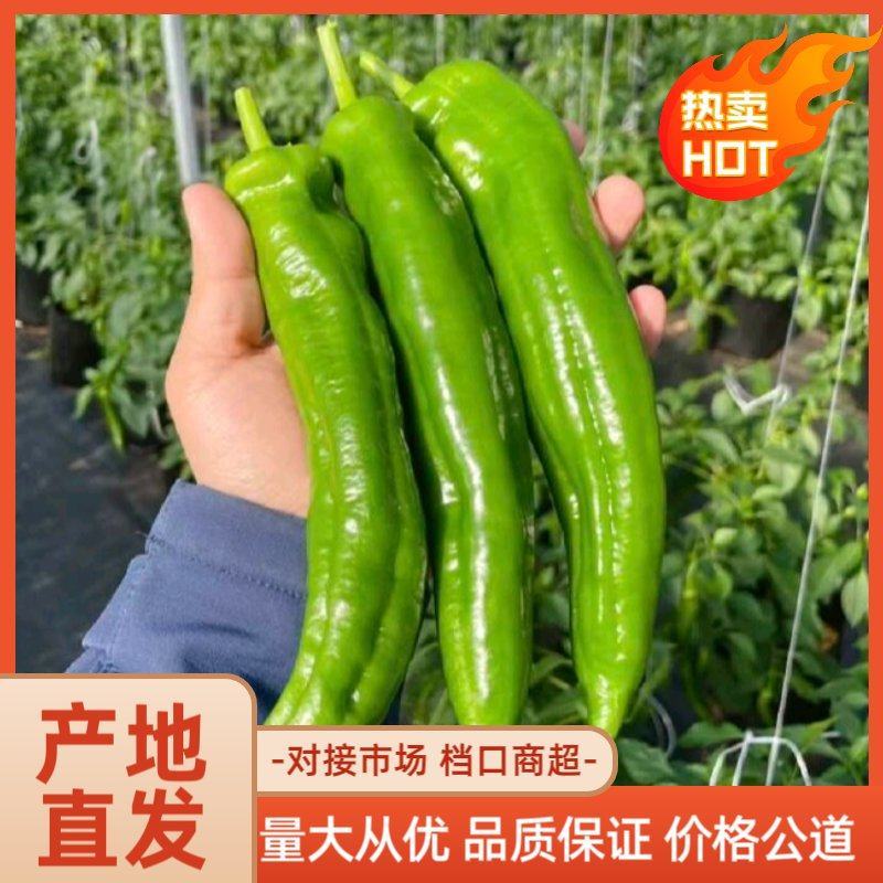 河北尖椒大量供应中量大从优对接市场档口商超一条龙服务