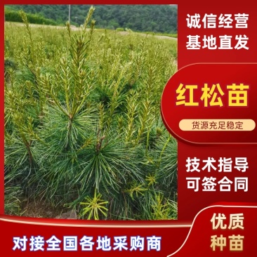 红松苗，红松嫁接苗，营养杯苗，产地货源。