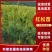 红松苗，红松嫁接苗，营养杯苗，产地货源。
