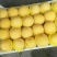 黄金蜜4号树苗，晚熟大果形黄金蜜桃品种，口感香甜座果率高