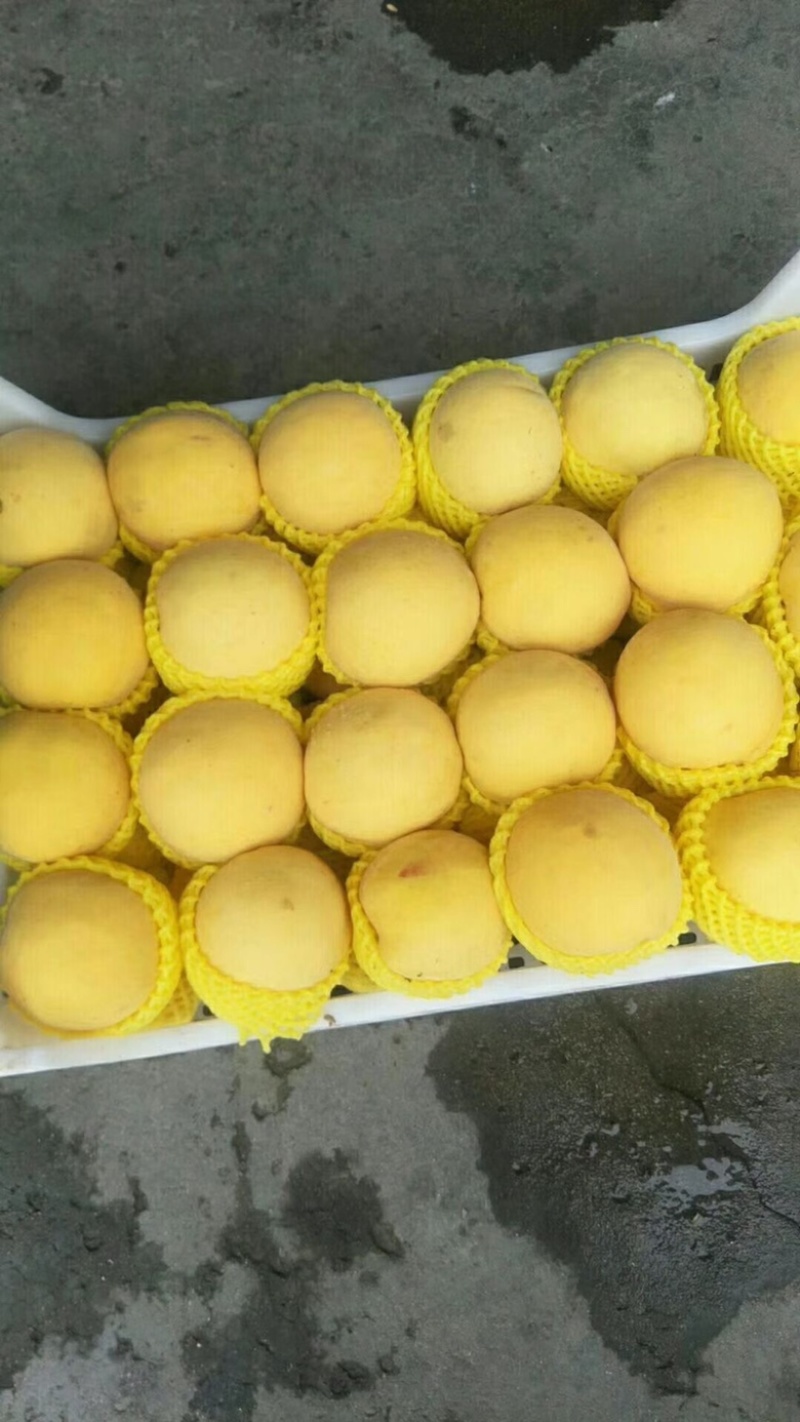 黄金蜜4号树苗，晚熟大果形黄金蜜桃品种，口感香甜座果率高