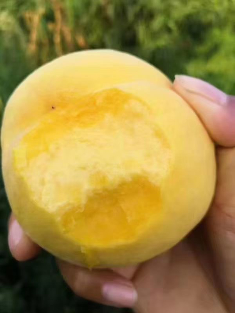 黄金蜜4号树苗，晚熟大果形黄金蜜桃品种，口感香甜座果率高