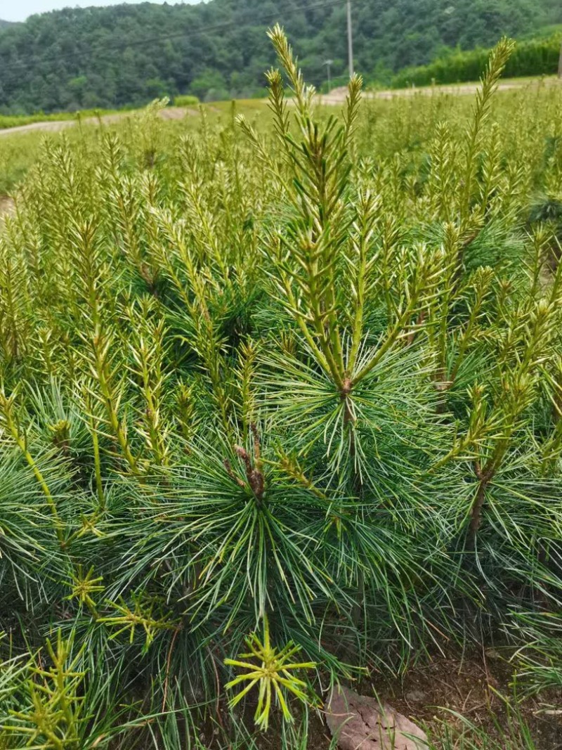 红松苗，红松嫁接苗，营养杯苗，产地货源。