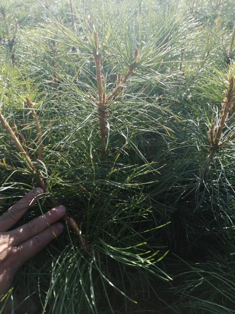 红松苗，红松嫁接苗，营养杯苗，产地货源。