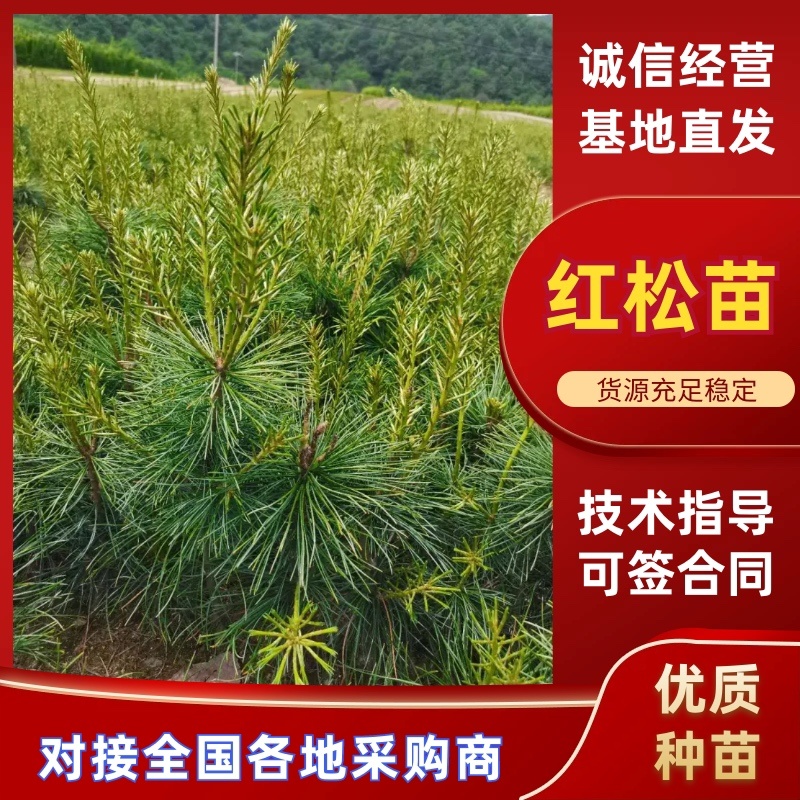 红松苗，红松嫁接苗，营养杯苗，产地货源。