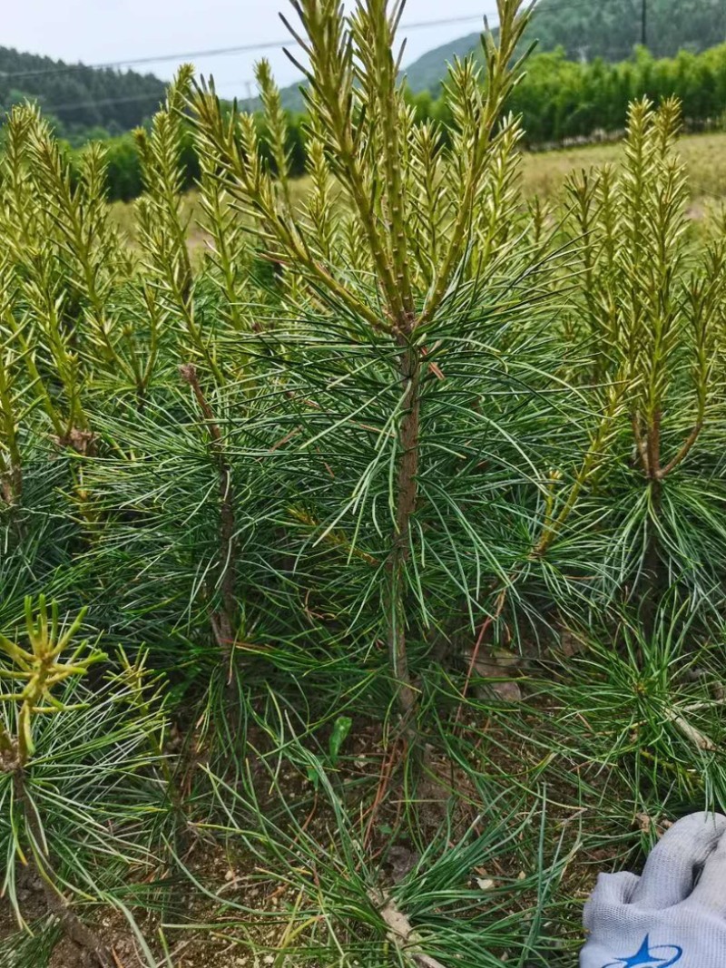 红松苗，红松嫁接苗，营养杯苗，产地货源。