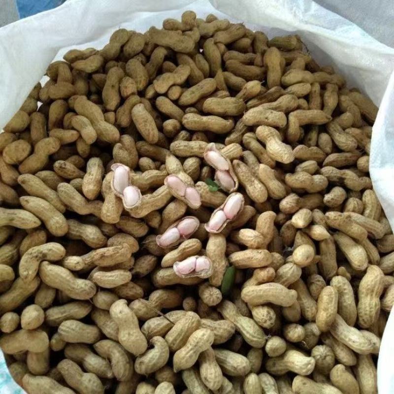 新鲜湿花生可批发可代发一条龙服务量大从优欢迎电话咨询