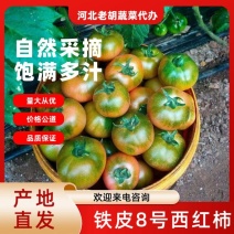 铁皮8号西红柿大量供应中对接市场档口商超量大从优欢迎来电
