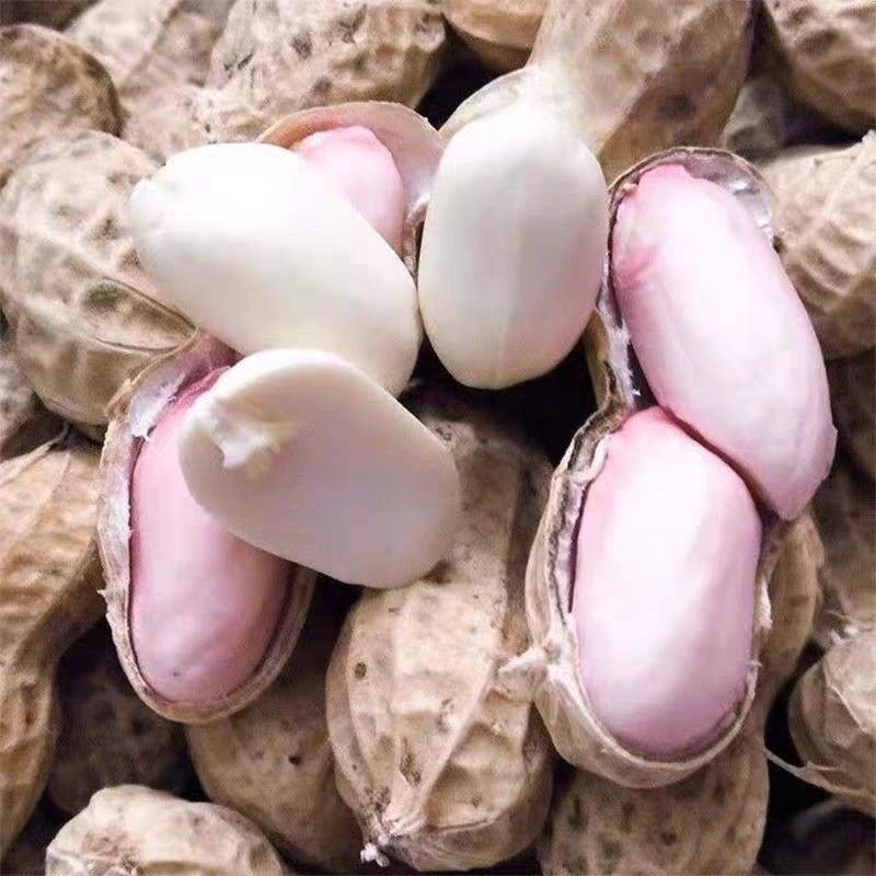 新鲜湿花生可批发可代发一条龙服务量大从优欢迎电话咨询