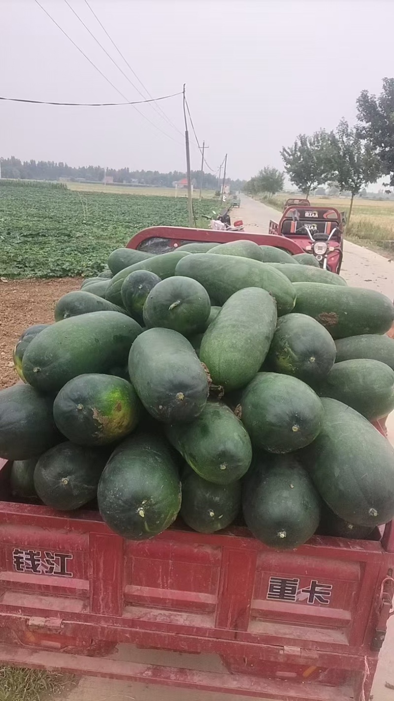 黑皮冬瓜大量有货一手货源价格美丽可视频看货