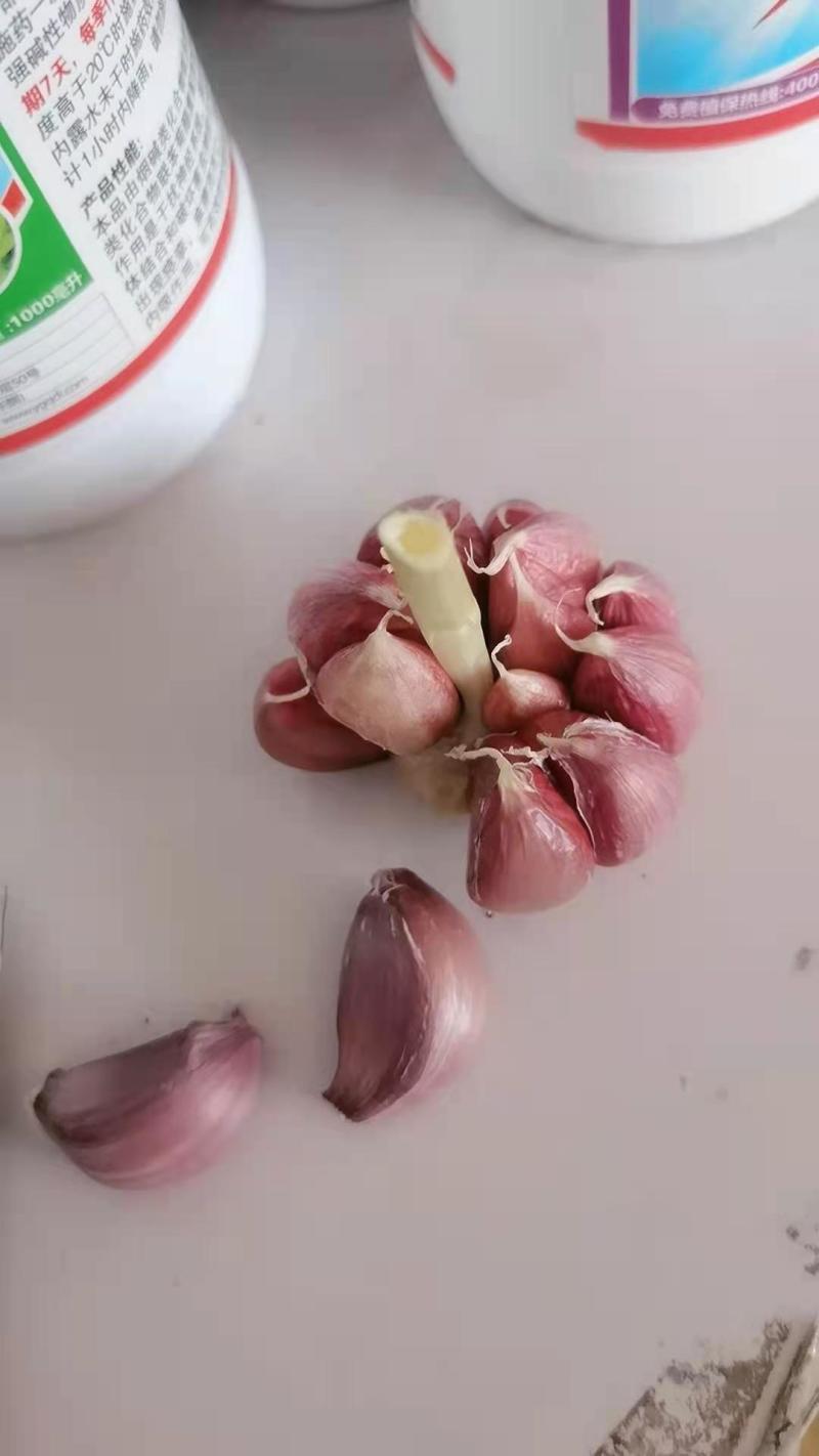 【精选种子】大蒜种子红根蒜苗种子包回收免费提供技术指蒜种