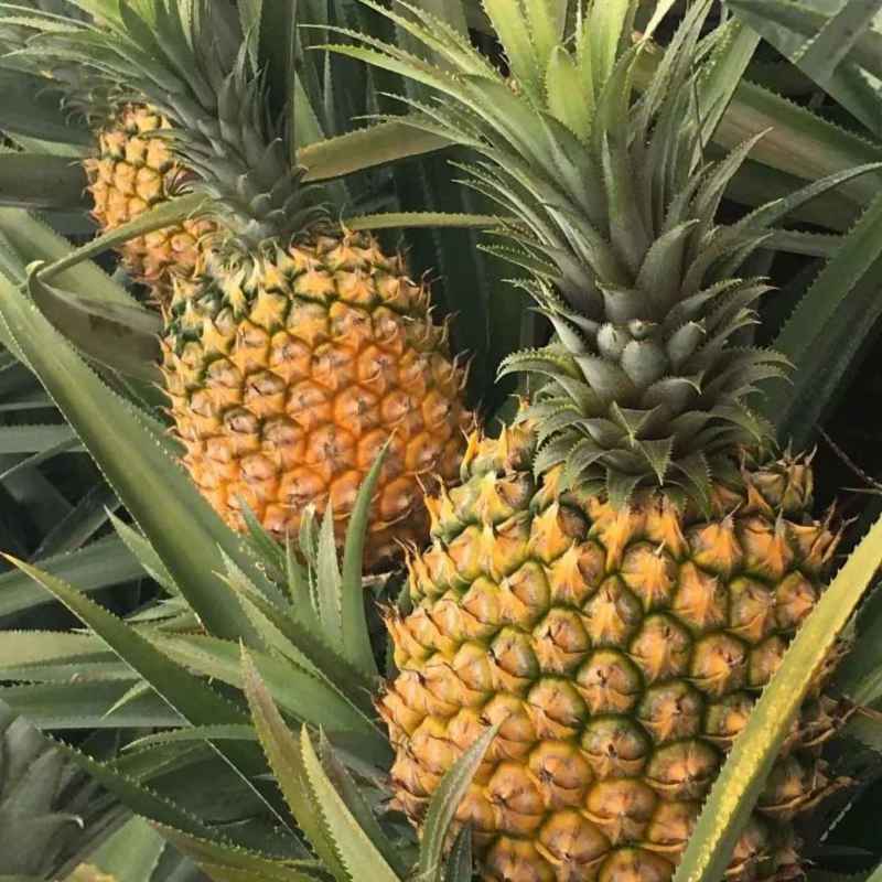 广西新鲜菠萝可批发可代发一条龙服务量大从优欢迎电话咨询
