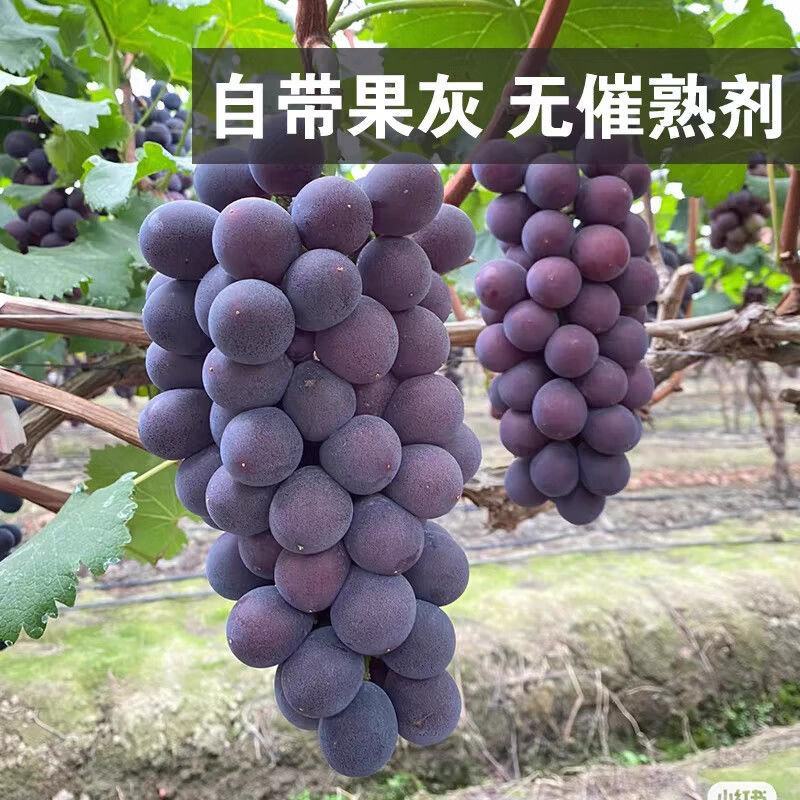 巨峰葡萄，山东巨峰葡萄大量上市。需要的联系。