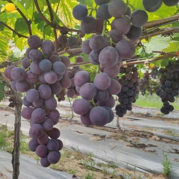 夏黑葡萄大量夏黑葡萄上市。