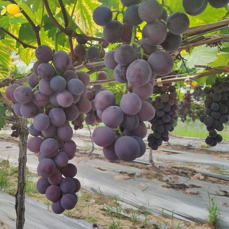 夏黑葡萄大量夏黑葡萄上市。