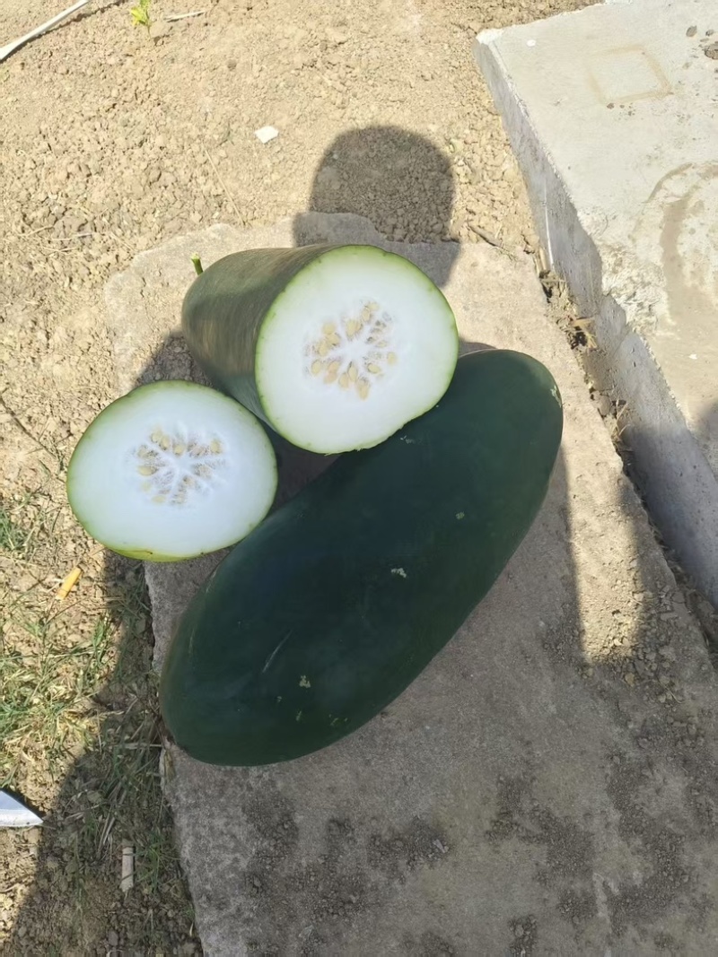 精品黑皮冬瓜诚信经营产地直发价格可谈