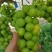 便宜次果价格美丽夏邑产区田头直采果汁厂奶茶店