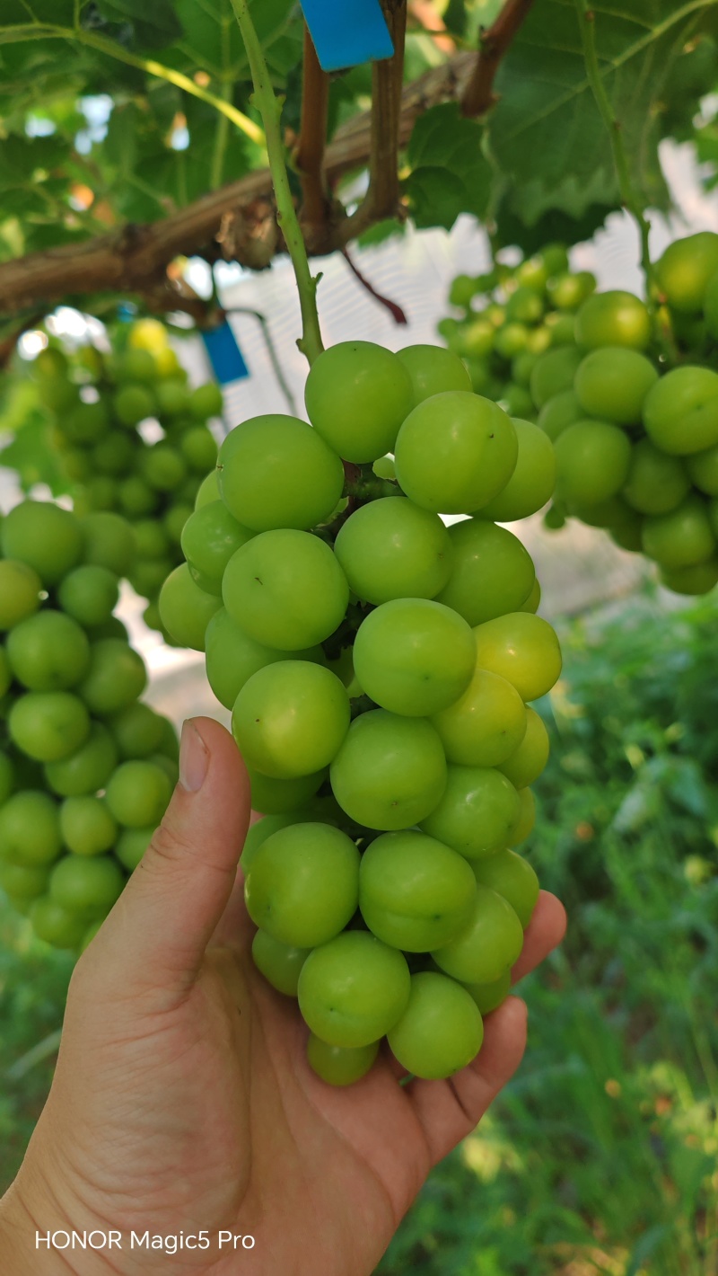 便宜次果价格美丽夏邑产区田头直采果汁厂奶茶店