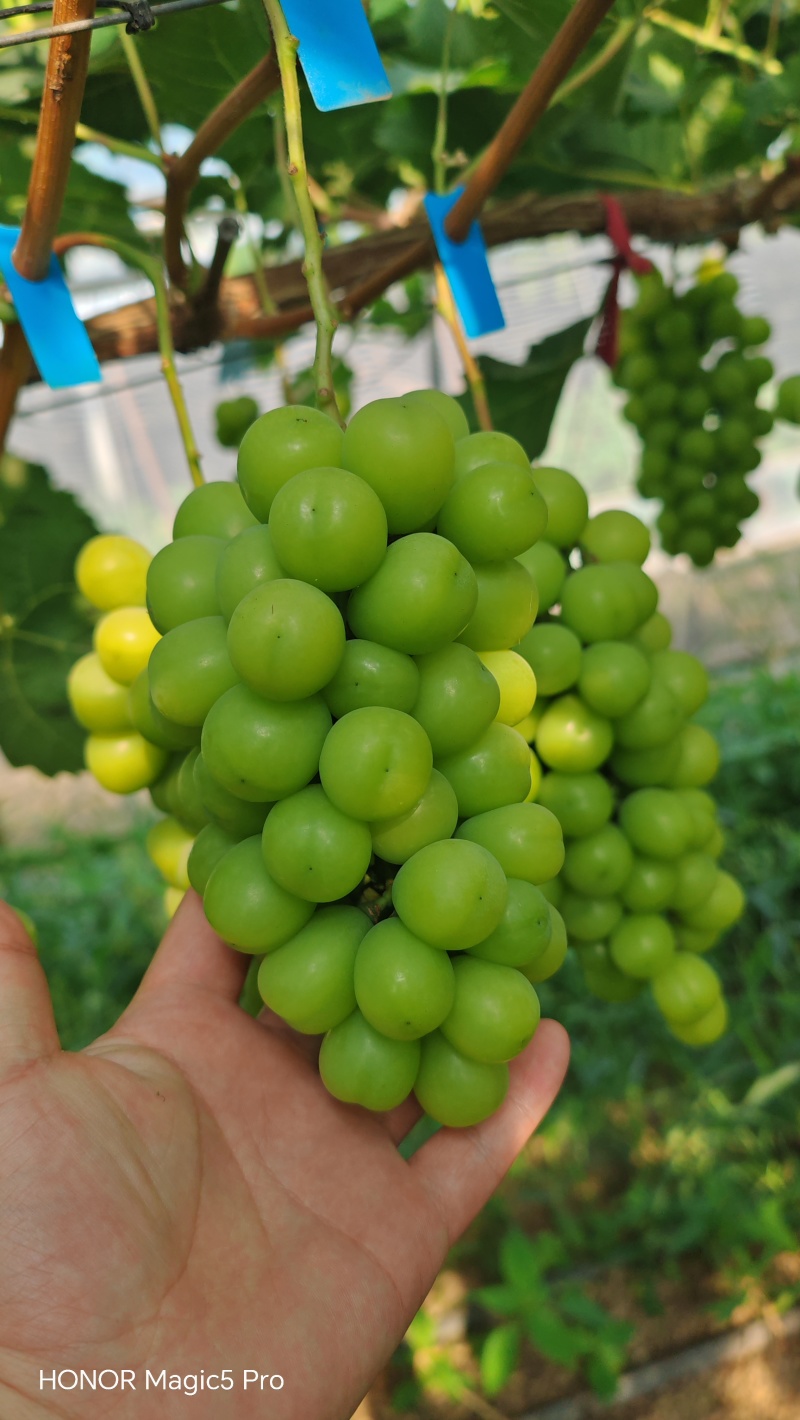 便宜次果价格美丽夏邑产区田头直采果汁厂奶茶店
