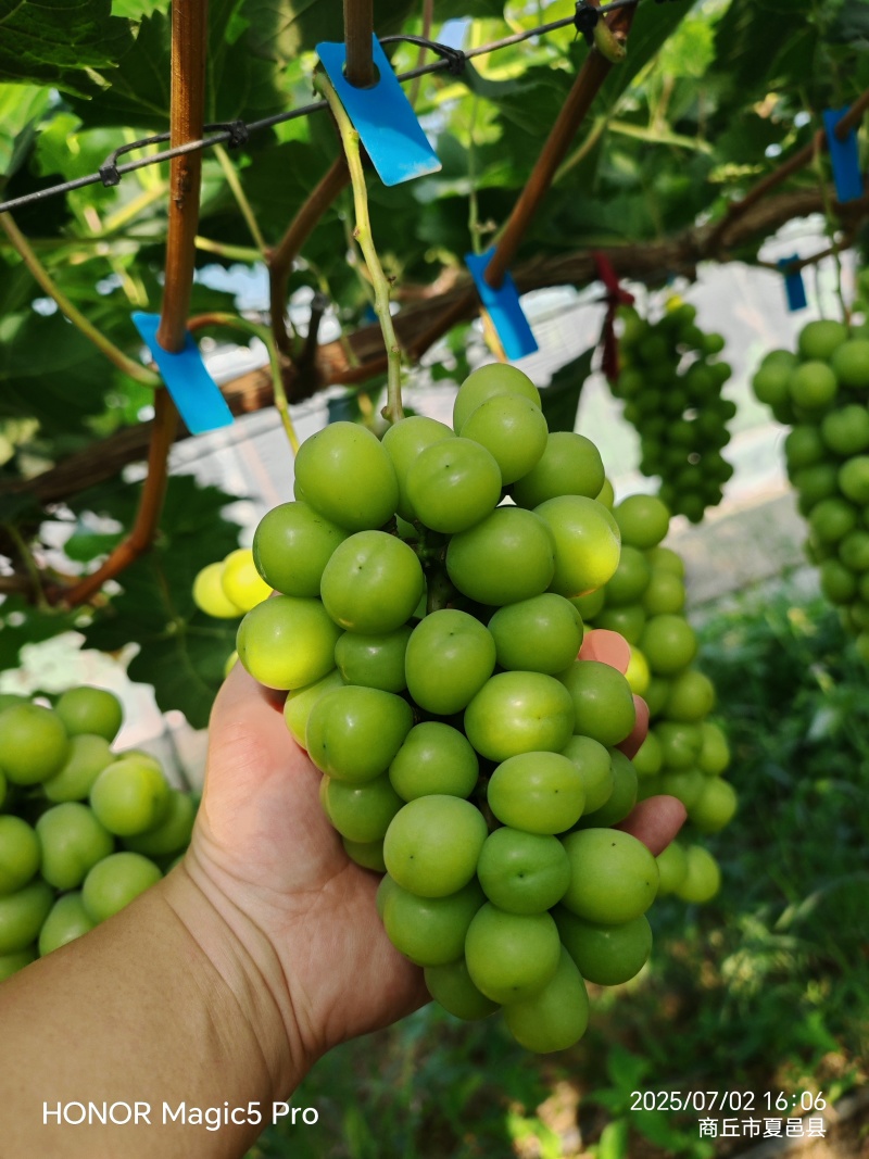 便宜次果价格美丽夏邑产区田头直采果汁厂奶茶店