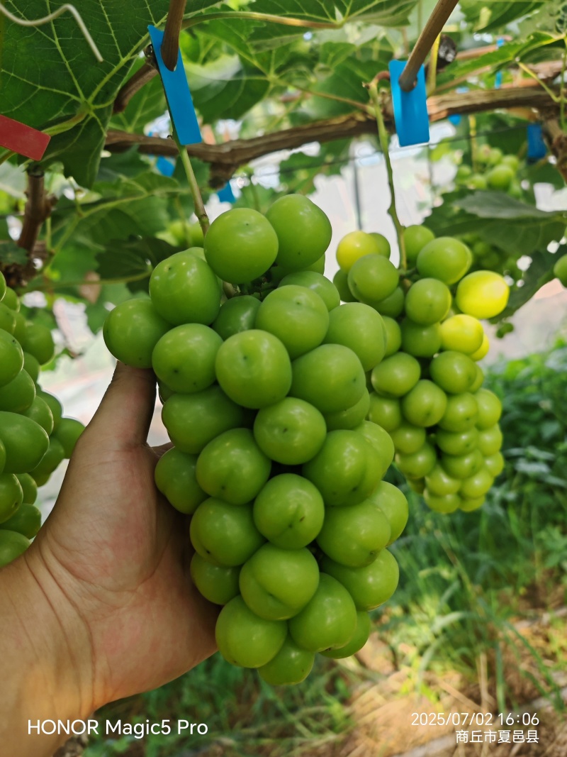 便宜次果价格美丽夏邑产区田头直采果汁厂奶茶店