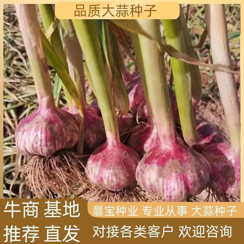金蒜球大蒜种子，太空蒜种，大青稞蒜种，免费技术指导包回收